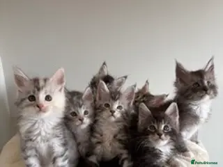 Maine Coon cats XL Maine Coon kittens for sale -TICA registered! - Advert 4