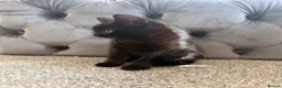 British Shorthair cats for sale: 4 short hair kittens. - Advert 9