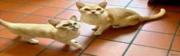 Burmese cats for sale: Pedigree Burmese Red male - Advert 1
