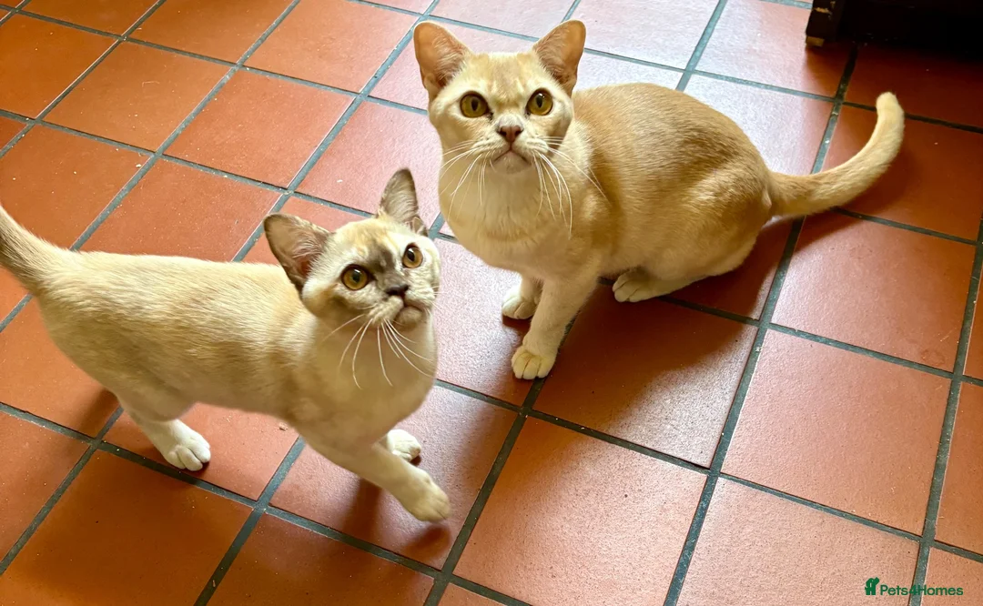 Burmese cats for sale: Pedigree Burmese Red male - Advert 1