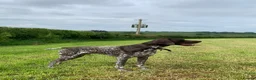 German Shorthaired Pointer dogs for stud: KC Registered GSP For Stud in Barnstaple - Advert 7