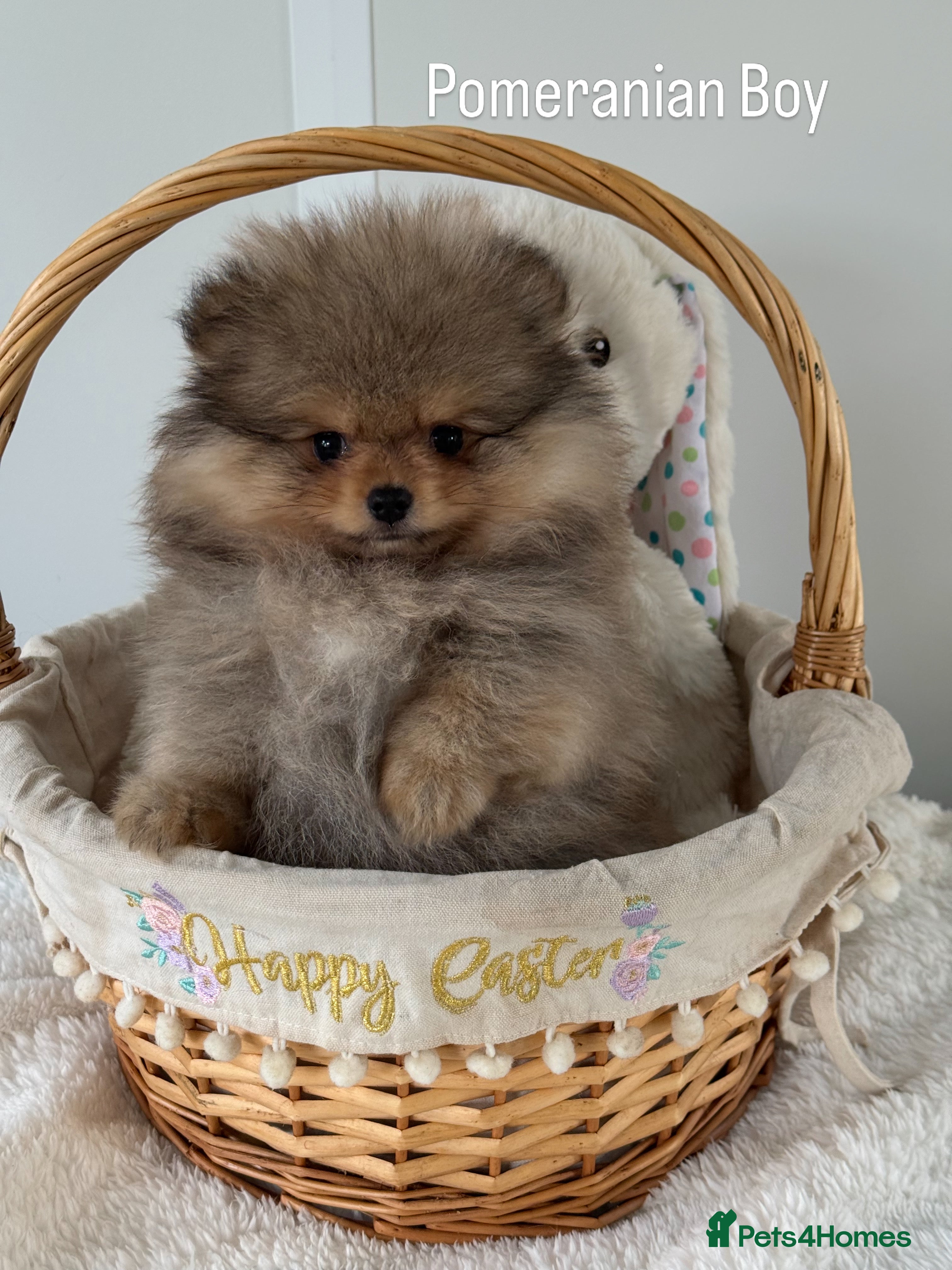 Pomeranian dogs KC Pomeranian Boy - Advert 2