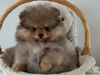 Pomeranian dogs KC Pomeranian Boy - Advert 2