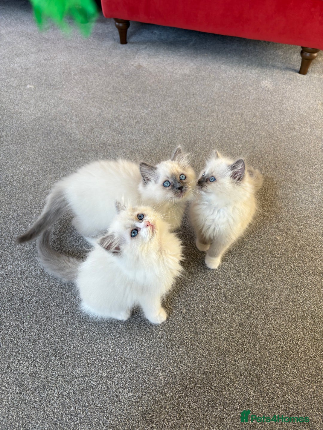 Ragdoll cats for sale: Blue GCCF pedigree Ragdoll kittens - Advert 14