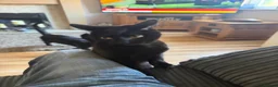 Mixed Breed cats for sale: 2 year old female cat called Lola  - Advert 1