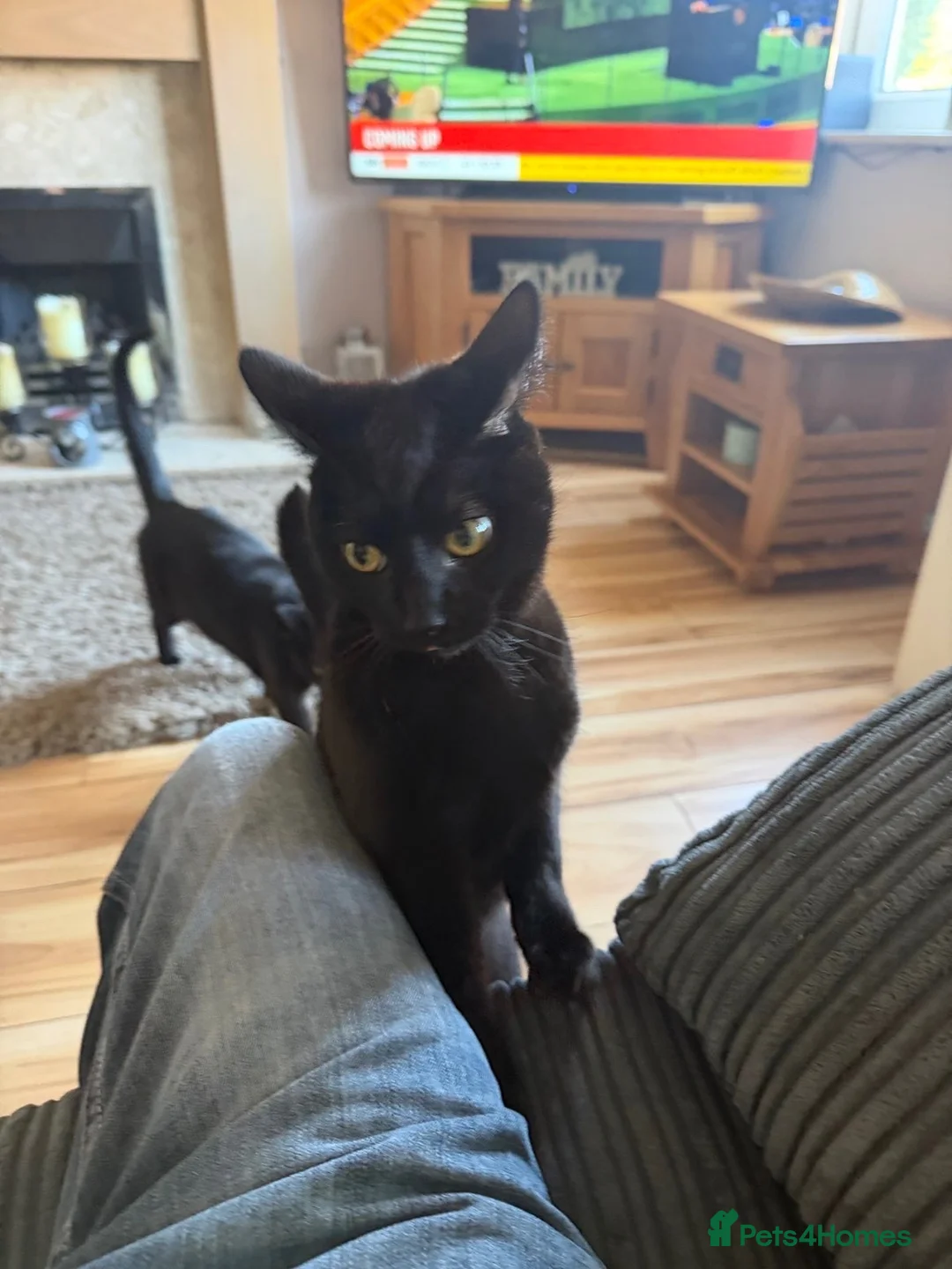 Mixed Breed cats for sale: 2 year old female cat called Lola  - Advert 1