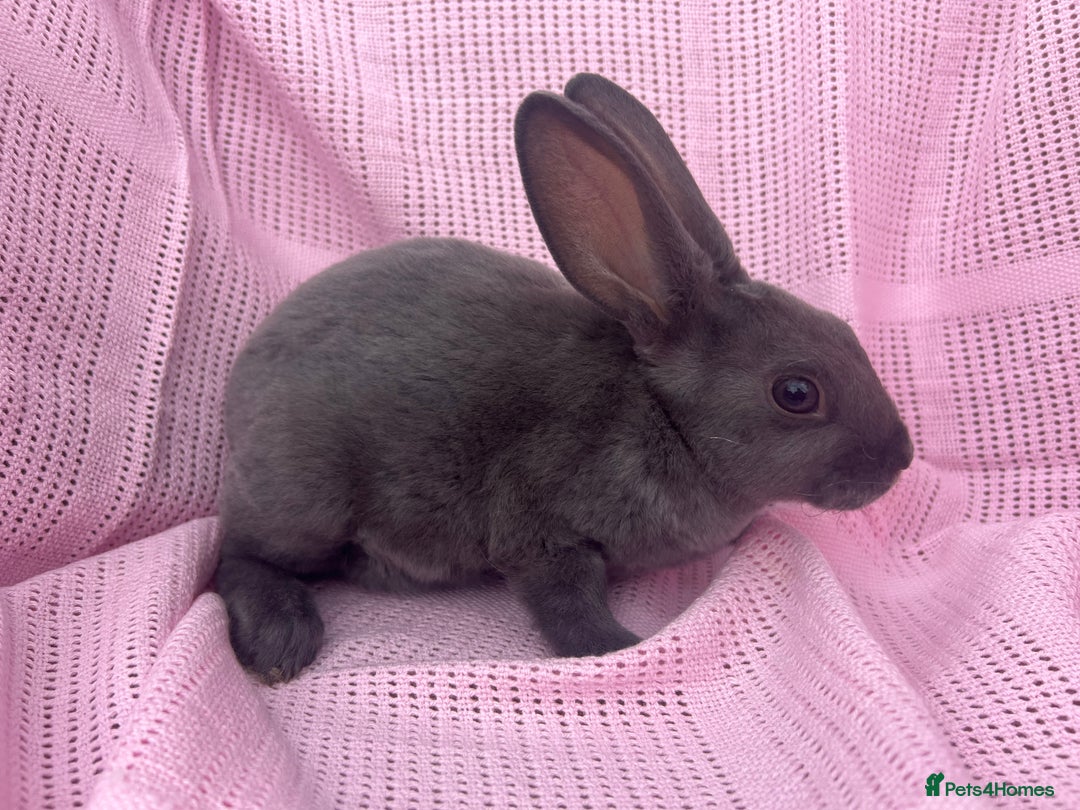 Rex rabbits for sale: Adult and babies  - Image 3