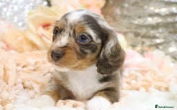Miniature Dachshund dogs for sale: KC Miniature Dachshund Puppies - Advert 15