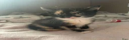 Mixed Breed cats for sale: 4 beautiful female kittens  - Advert 2