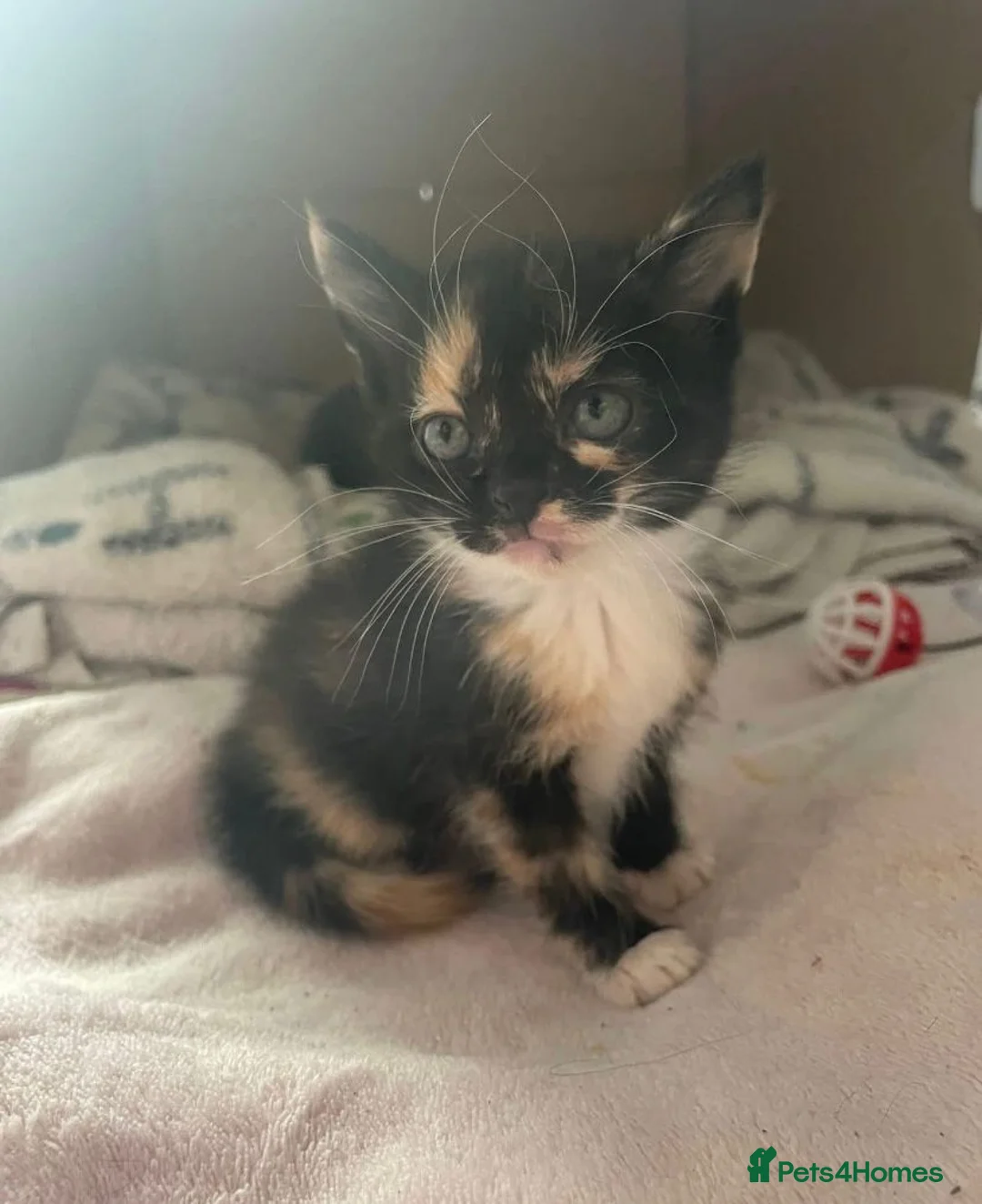Mixed Breed cats for sale: 4 beautiful female kittens  - Advert 2
