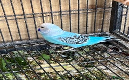 Budgerigars birds for sale: Gorgeous Budgies Ready to Fly the Nest! - Image 4