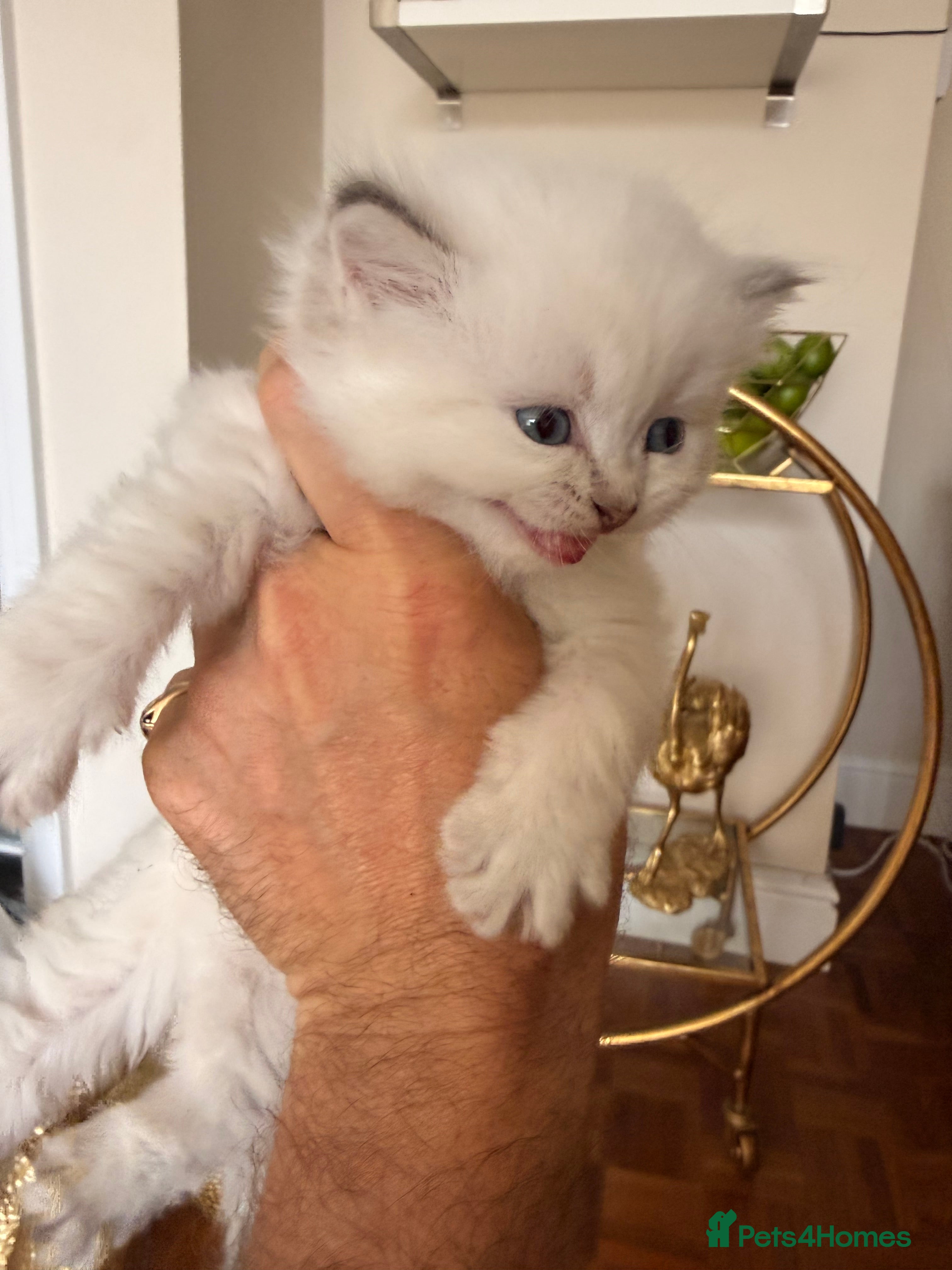 British Longhair cats for sale: Beautiful rainbow litter now available to reserve - Advert 40