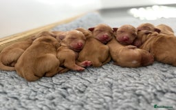 Golden Retriever dogs for sale: FOX RED WORKING GOLDEN RETRIEVERS- 5 STAR BREEDERS - Image 15