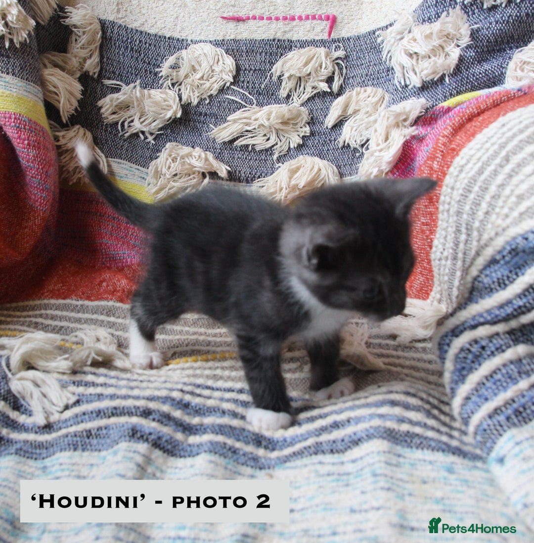 Mixed Breed cats for sale: Maine Coon Cross Kittens – Home Raised, Ready Jan - Advert 5