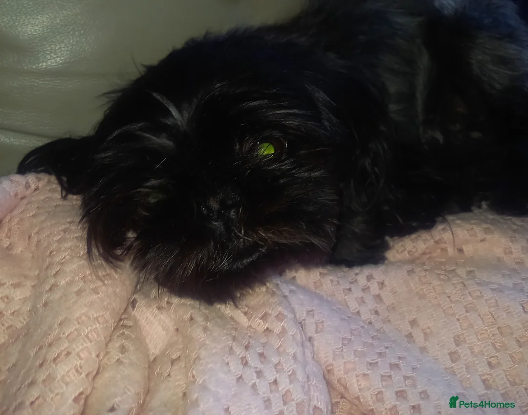 Shih Tzu dogs for sale: K.c registered shih tzu  - Advert 2