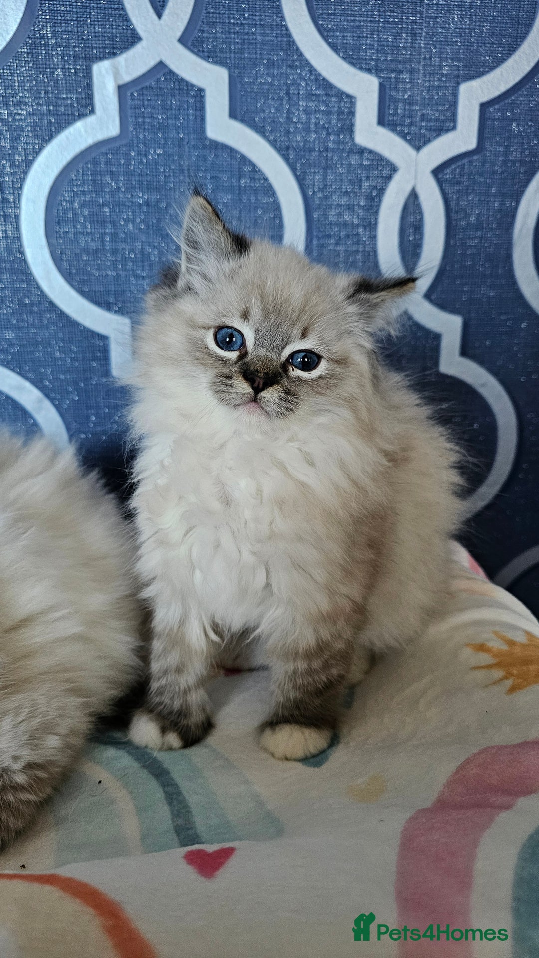 Ragdoll cats for sale: 5⭐️ Council licenced GCCF registered kittens  - Advert 4
