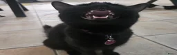 Mixed Breed cats for sale: Four Gorgeous Fluffy Black Kittens 🐈‍⬛🖤 - Advert 18