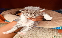 Mixed Breed cats for sale: Kitten - Image 3