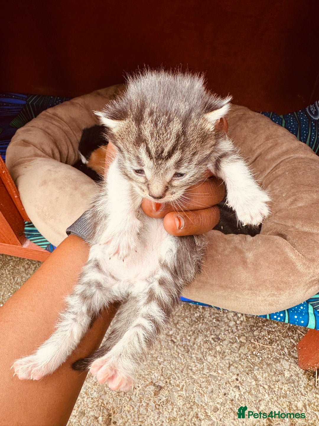 Mixed Breed cats for sale: Kitten - Image 3