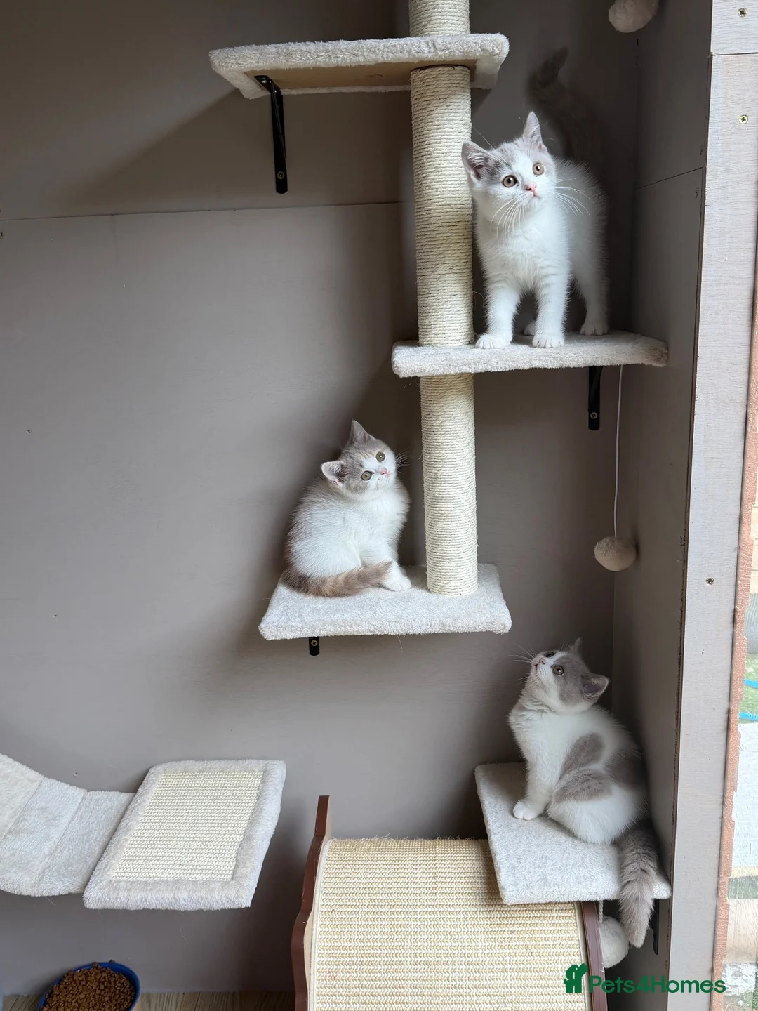British Shorthair cats for sale: 2 Male GCCF Registered British Shorthair Kittens  - Advert 8