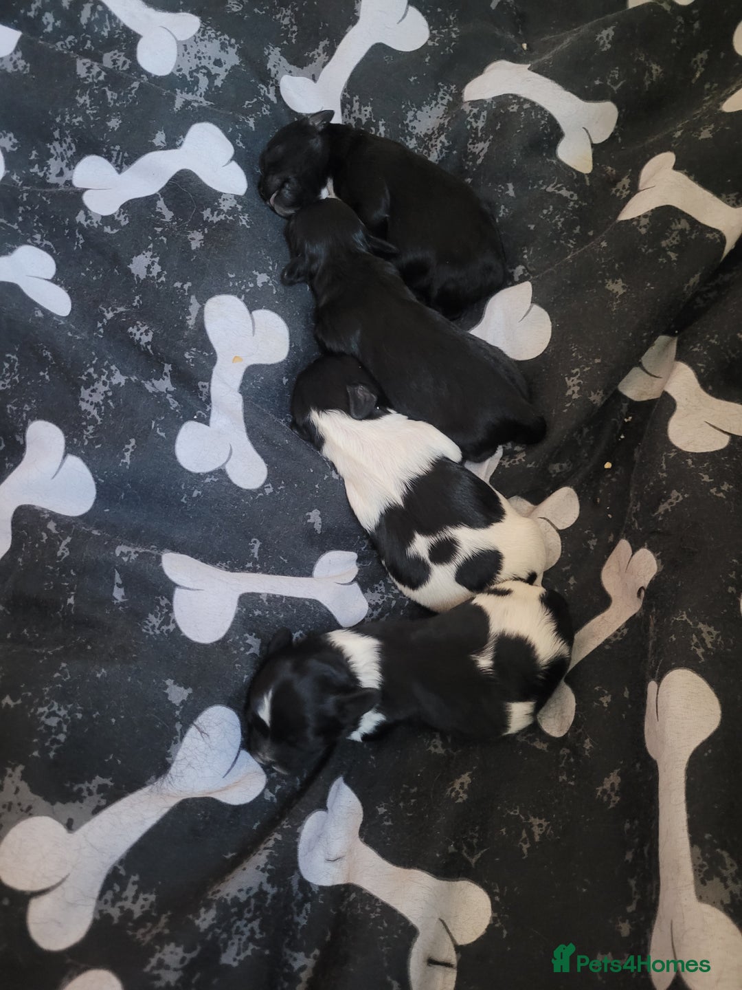 Mixed Breed dogs for sale: Shih - poo pups  - Image 1