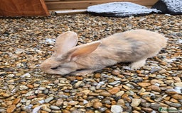 Continental Giant rabbits for sale: 2 young giant continentals  - Advert 2