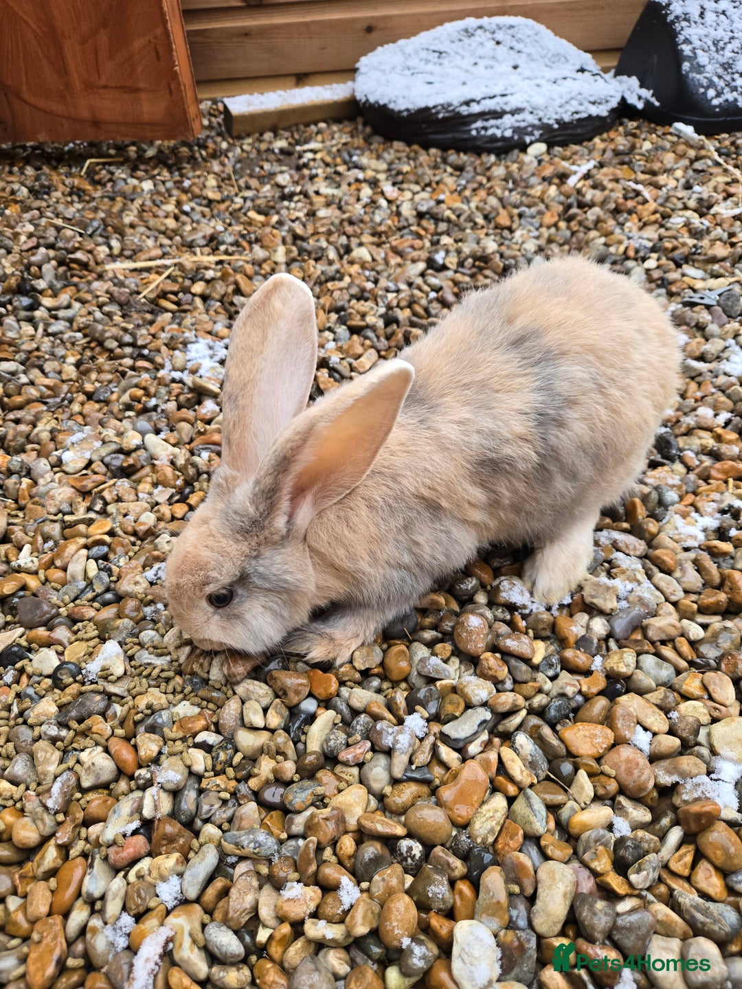Continental Giant rabbits for sale: 2 young giant continentals  - Advert 2
