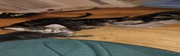 British Shorthair cats for sale: 5 male tabby kittens  - Advert 8