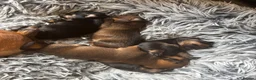 Chiweenie dogs for sale: 4 Gorgeous Chiwennie puppies - Advert 8