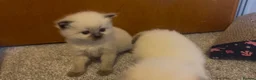 Ragdoll cats for sale: TWO RAGGDOLL-PERSIAN BOYS - Advert 13