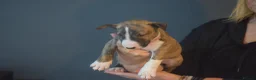 Bull Terrier dogs for sale: Quality Bull Terrier Puppies - Advert 12