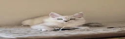 Maine Coon cats for sale: Stunning Silver Shaded Maine Coon kittens - Advert 23