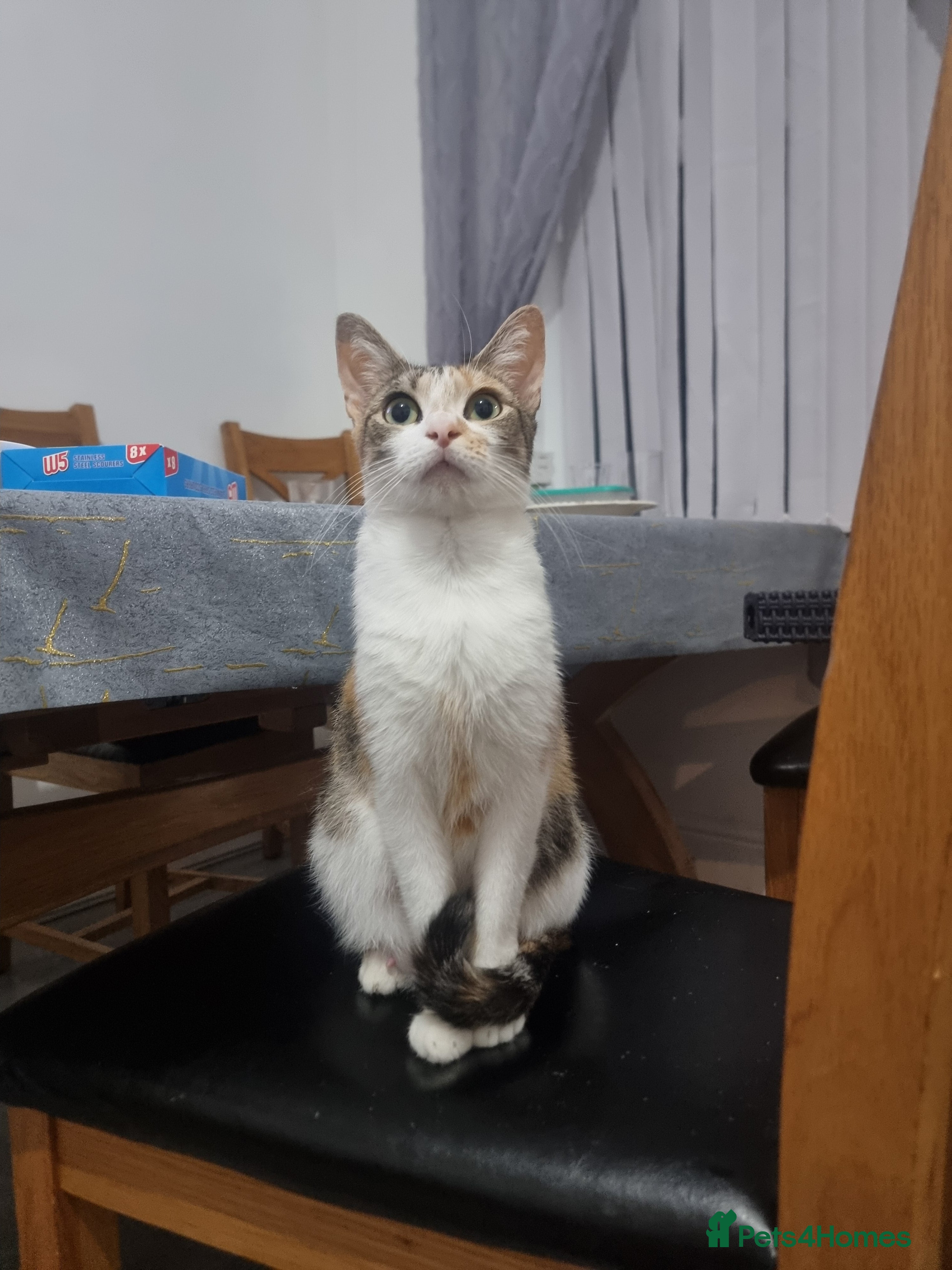 Mixed Breed cats Kittens - Advert 5