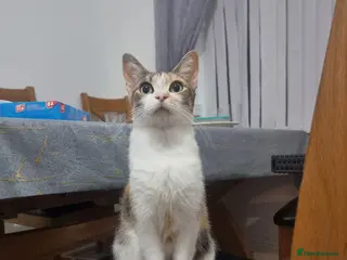 Mixed Breed cats Kittens - Advert 5