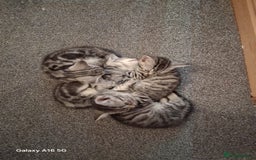British Shorthair cats for sale: 3 kittens for salw - Image 3