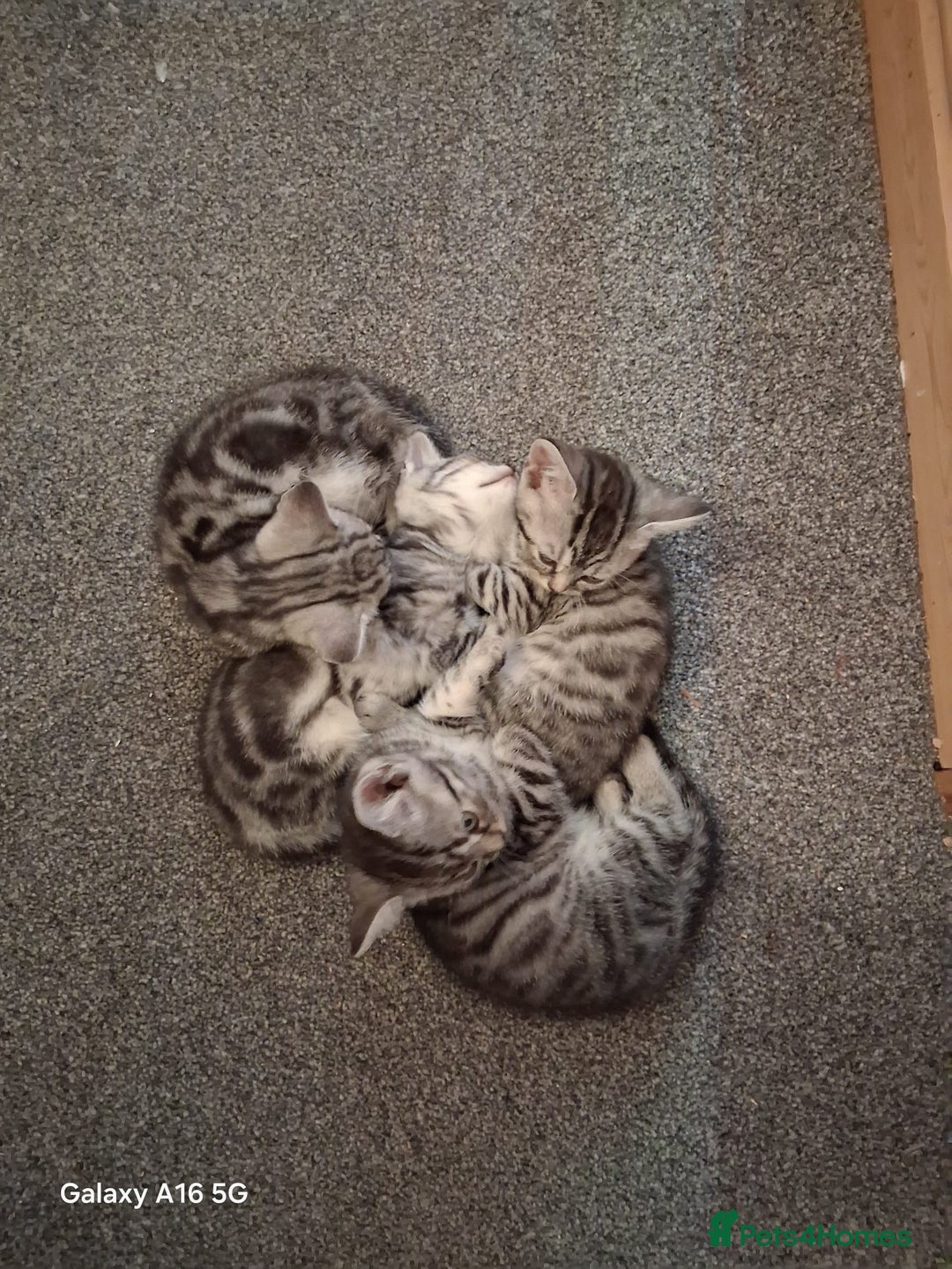 British Shorthair cats for sale: 3 kittens for salw - Image 3
