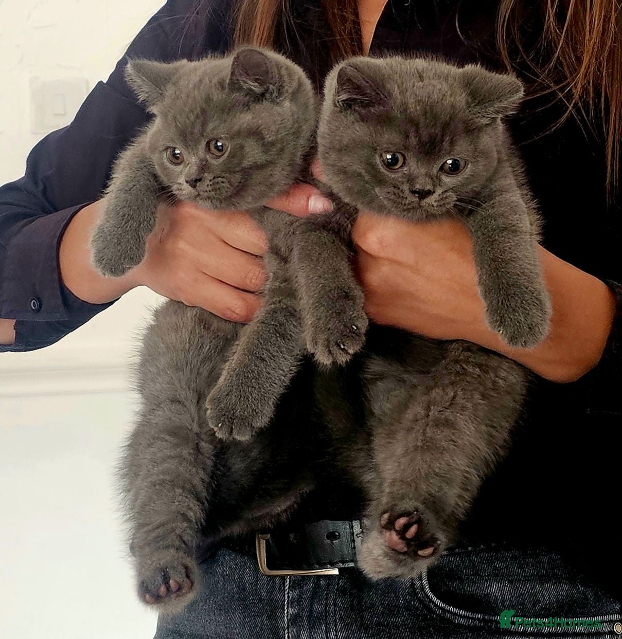 British Shorthair cats Bsh Chempion Kittens🐱 Ready now🤩 - Advert 18