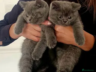 British Shorthair cats Bsh Chempion Kittens🐱 Ready now🤩 - Advert 18