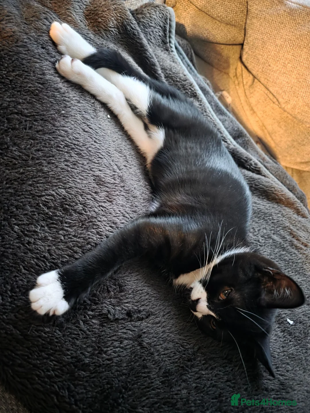 British Shorthair cats for sale: Bsh mixed kittens - Advert 2