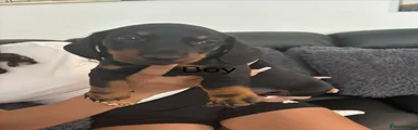 Dachshund 1