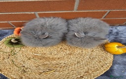 Lionhead rabbits for sale: Double Maned Lionhead babies 8 week old - Image 9