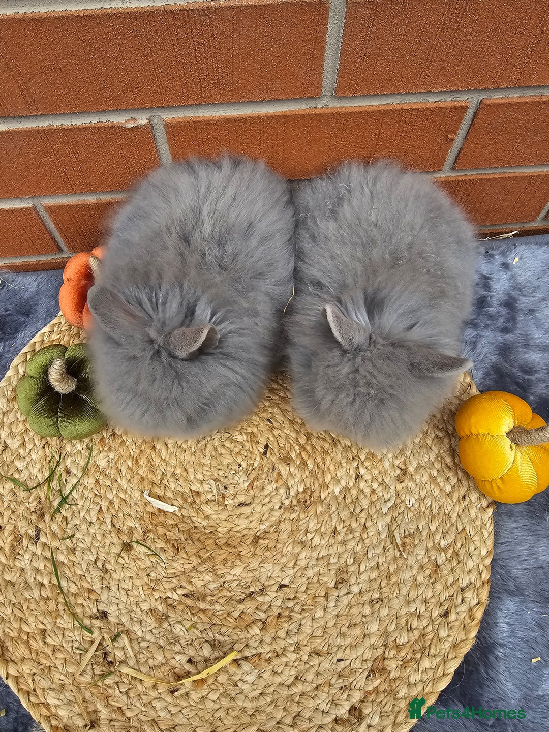 Lionhead rabbits for sale: Double Maned Lionhead babies 8 week old - Image 9