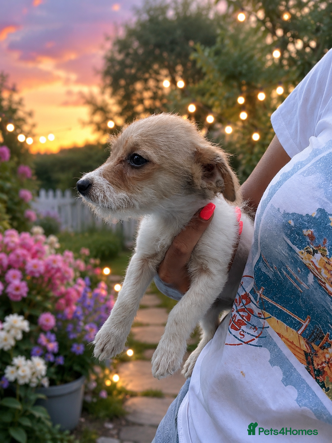 Mixed Breed dogs Tiny maltase+Jack Russell puppy’s  - Advert 2