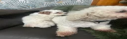 Cavachon dogs for sale: Cavapoochon Puppies - Advert 8