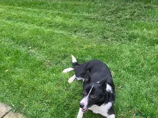 Border Collie dogs Nel is a wonderful dog - Advert 8