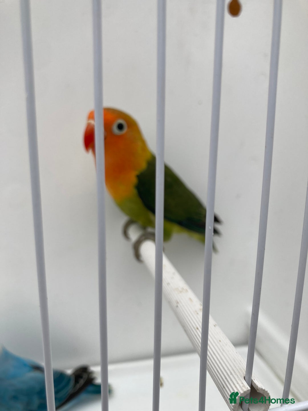 Lovebirds birds for sale: Love Birds - Advert 1