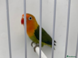 Lovebirds birds Love Birds - Advert 1