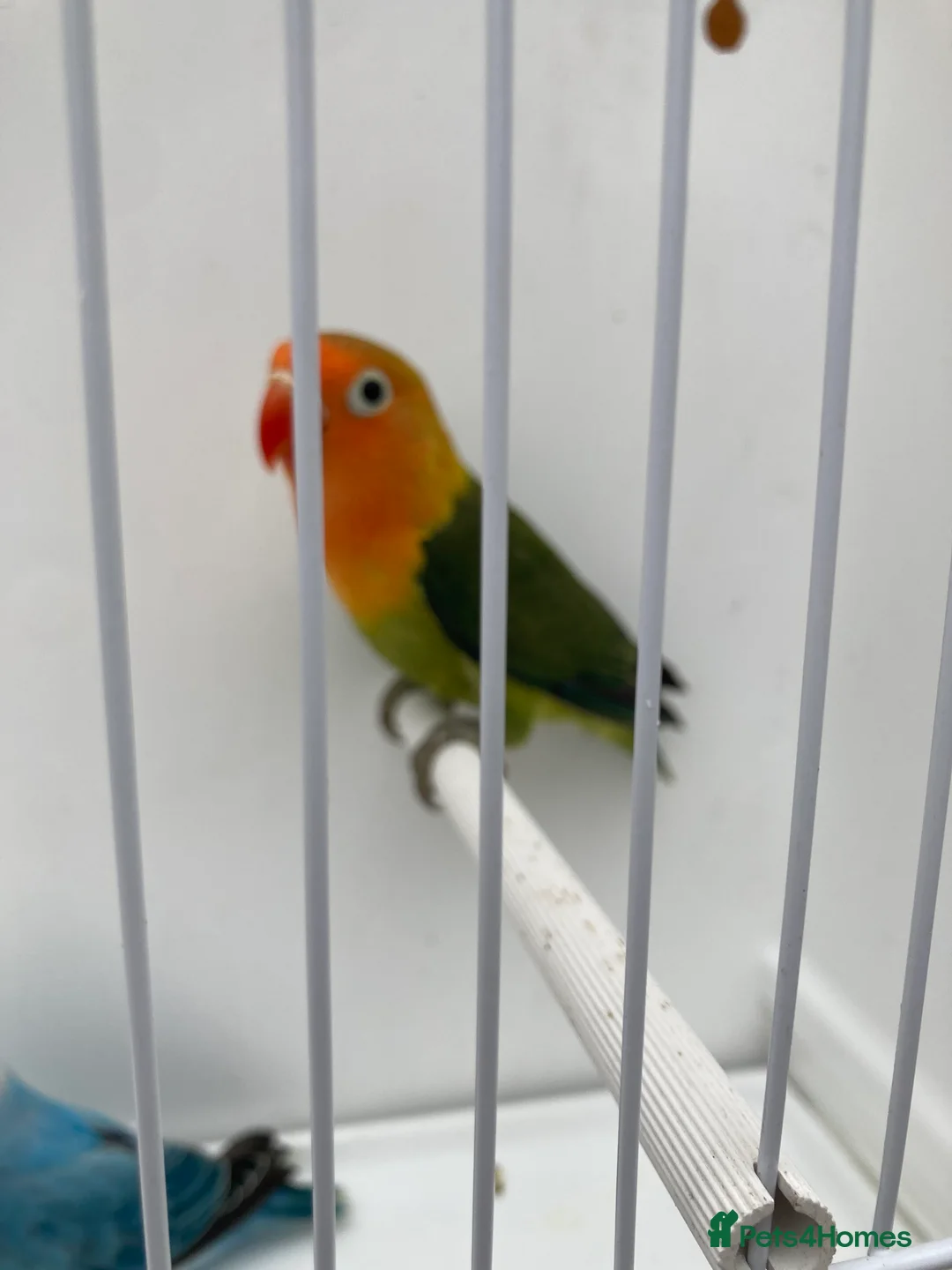 Lovebirds birds for sale: Love Birds - Advert 8