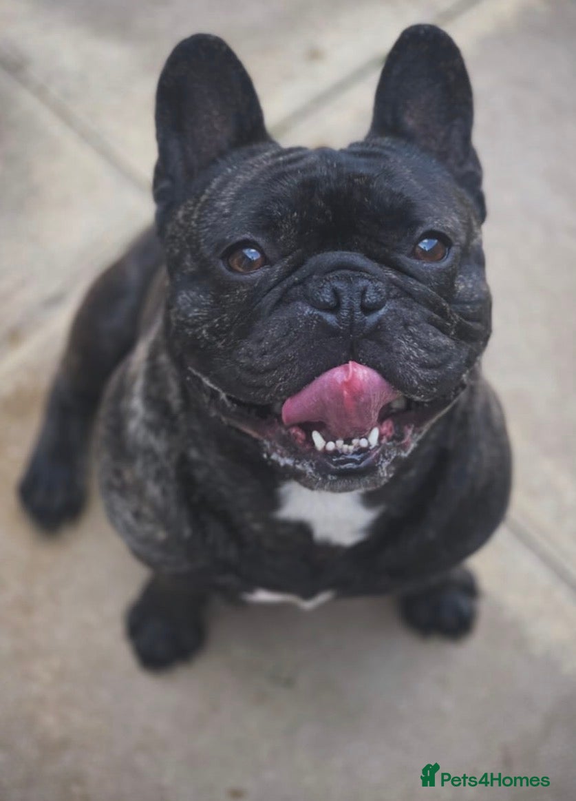 French Bulldog dogs 5 year old male French Bulldog - Advert 2
