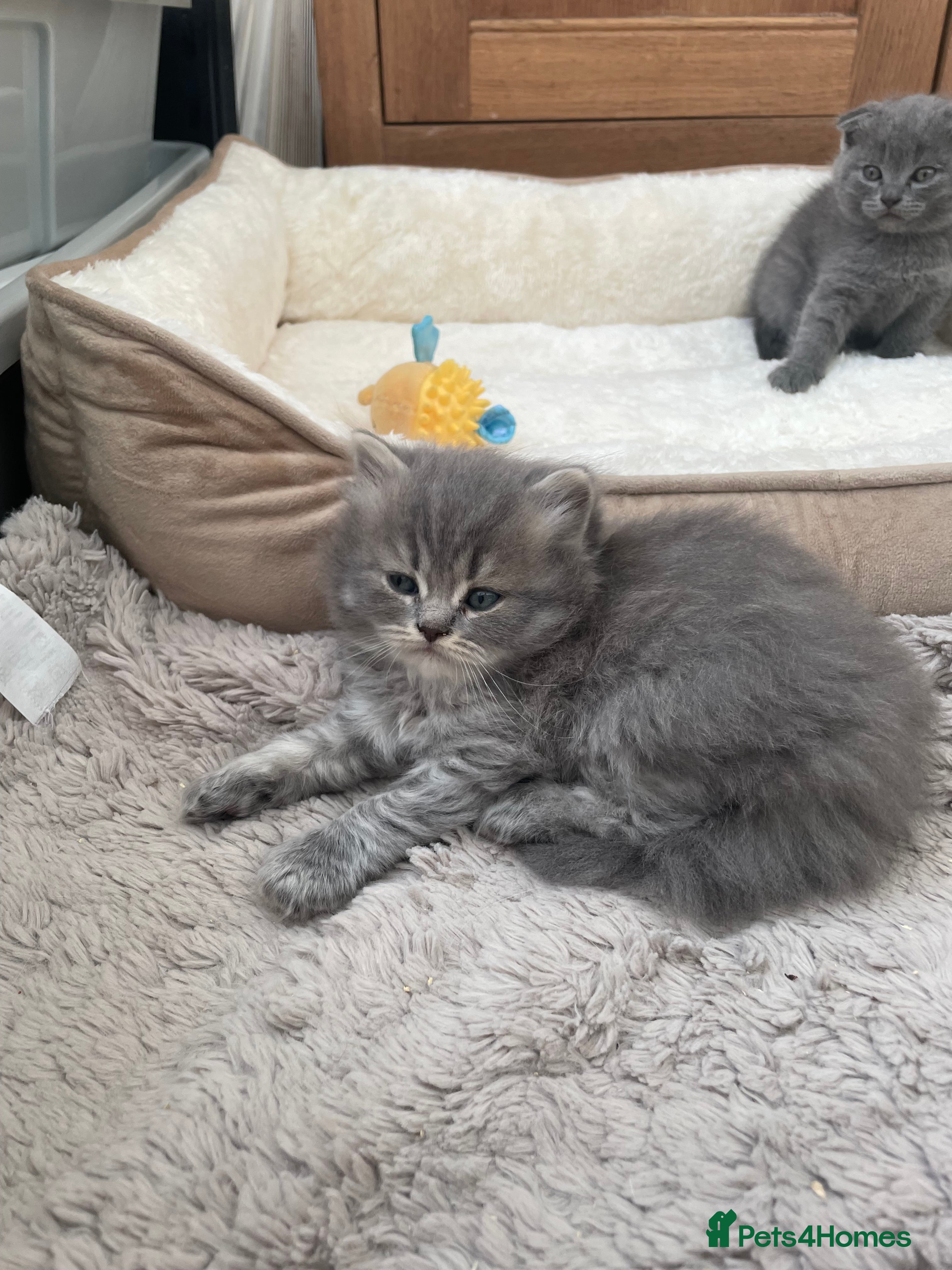 Scottish Fold cats Scottish fold kittens - Advert 2